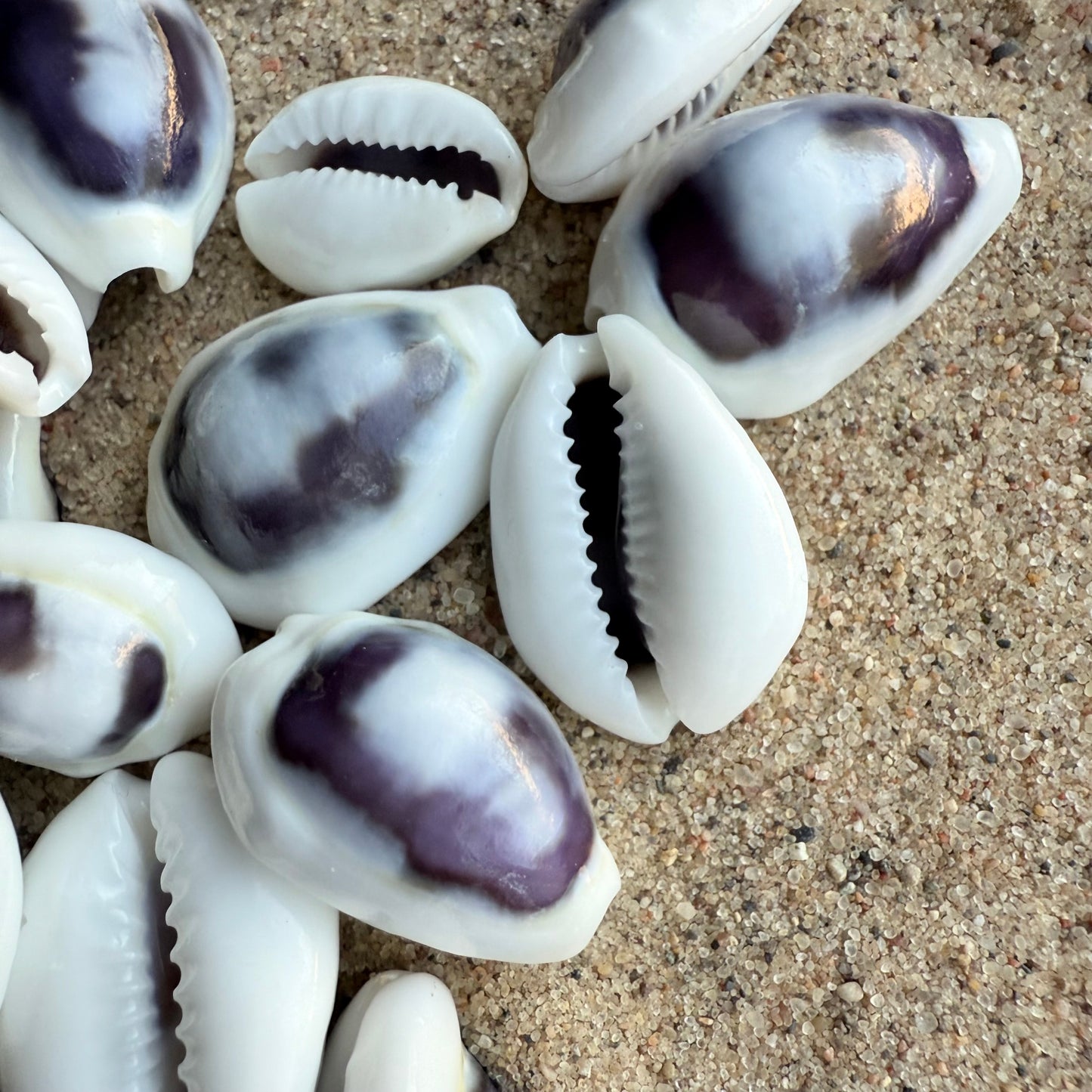 Cora Cowrie Necklace