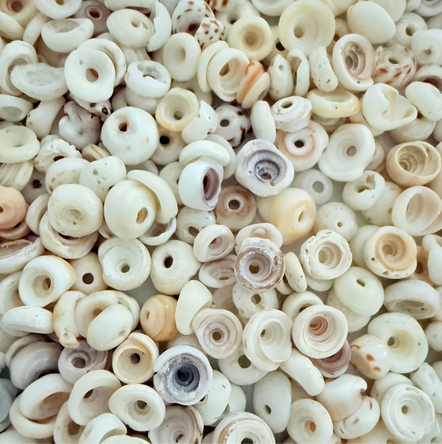 Kai Puka Shell Bracelet